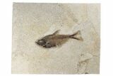 Fossil Fish (Diplomystus) - Wyoming #189271-1